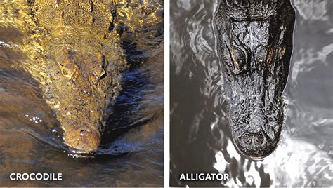 Difference between Crocodiles and Alligators | Thomson Safaris