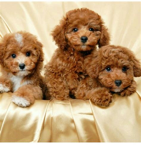 108 Best images about Maltipoo on Pinterest | Poodles, Puppys and ...