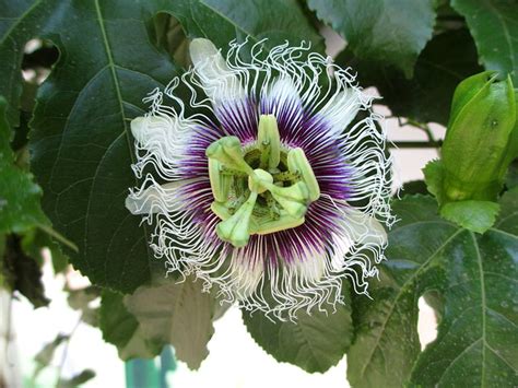 Purple Granadilla Passion Flower Passiflora Edulis - 8 Seeds