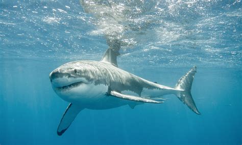 5 Ocean Animals That are Faster than Michael Phelps - Ocean Conservancy