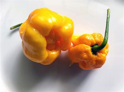 Yellow Scorpion Pepper Review « Pepper Diaries