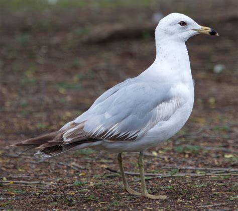 Ring-billed Gull | San Diego Bird Spot