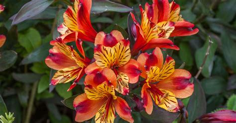 18 Fascinating Facts About Alstroemeria - Facts.net