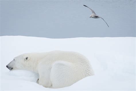 photoscope: polar bears and walrus of Svalbard/ Spitzberg