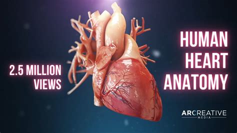 Human Heart Anatomy (3D Medical Animation) - YouTube