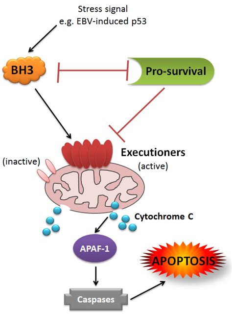 Model of BCL-2 family-mediated intrinsic apoptosis. Schematic of... | Download Scientific Diagram