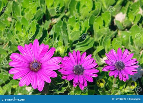 Purple chrysanthemum stock image. Image of bloom, nature - 154938229