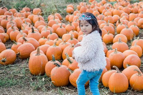 15+ Gorgeous Pumpkin Patches in Maryland for Fall 2024