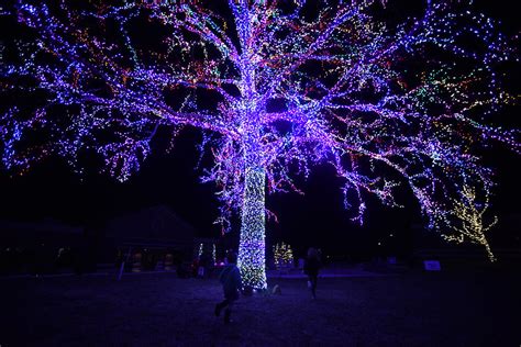 With 200,000 lights, the Magic Tree at The Crossing becomes a destination | Local ...