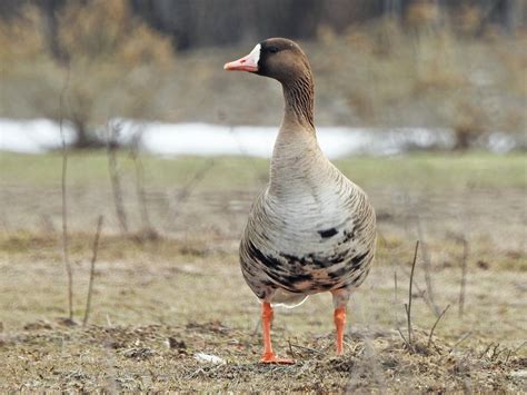 Greater White-fronted Goose - eBird Taiwan