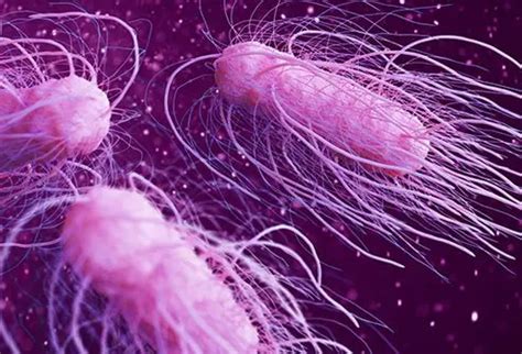 What Foods Cause Shigella?