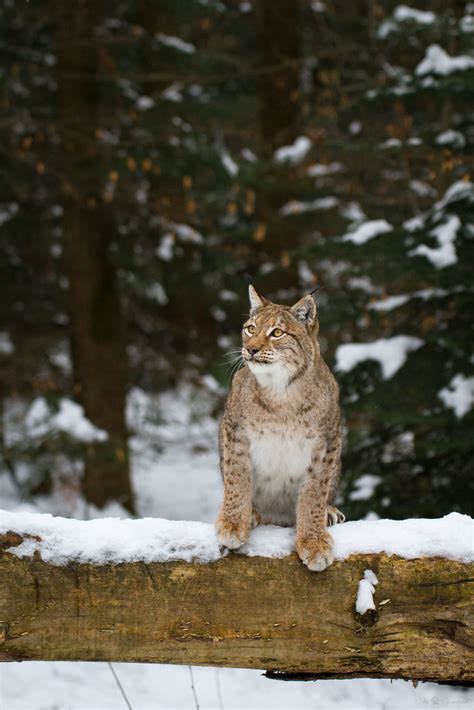 Lynx in snow | Another lynx picture I've made at Wildpark Pf… | Flickr