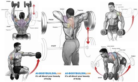 Top 5 Shoulder Workouts For Mass ~ multiple fitness