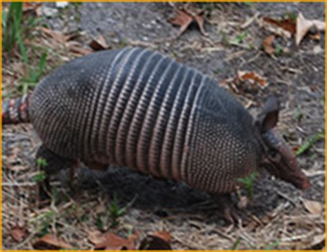 Nashville Armadillo Removal and Control