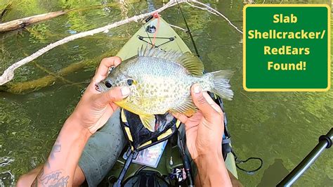 BIG SHELLCRACKER!!! Redear Sunfish Fishing + Birthday Camping Trip on Lake Allatoona Part 1 of 2 ...