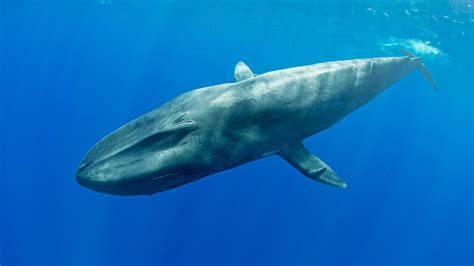 The world's loudest animal might surprise you | Animals, Blue whale, Whale