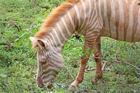 18 Stunningly Rare Albino Animals | Albino animals, Rare albino animals ...