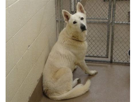 Adoptable Dogs at the Gwinnett County Animal Shelter - Norcross, GA Patch