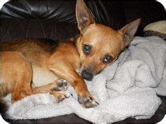 Shiba Inu Chihuahua Mix | Chihuahua/Shiba Inu Mix Dog for Sale in ...