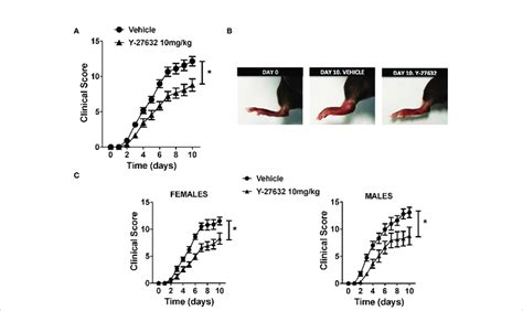 ROCK inhibition with Y-27632 reduced the severity of serum-transfer ...