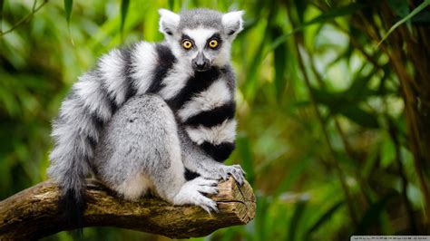 Ringsvanslemur | Lemur, Animals wild, Madagascar animals