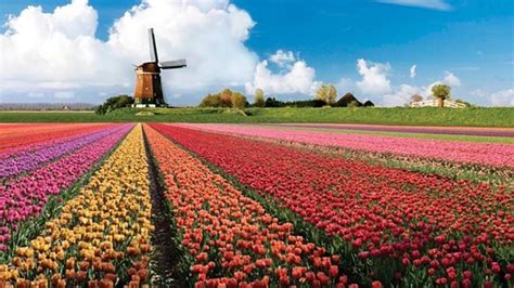 Tulip Location in Holland: Landscape and Travel Photography Forum ...