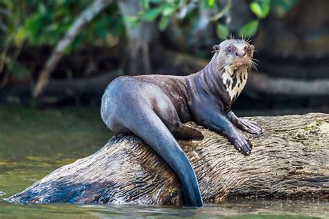 giant otter | Rainforest animals, Giant river otter, Amazon animals