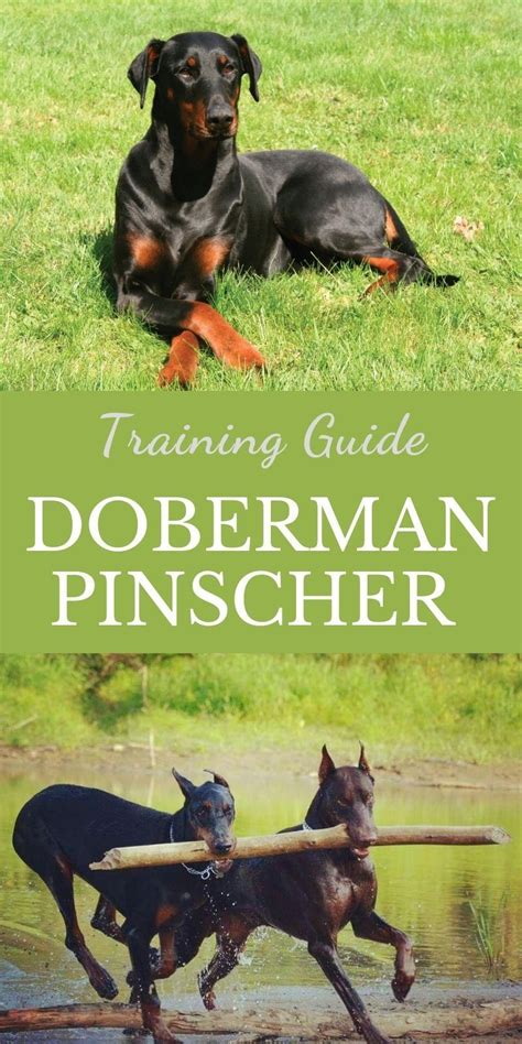 Doberman pinscher training guide – Artofit