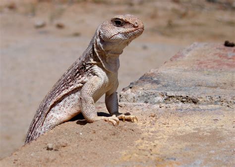 Desert Lizard, AZ: Dan Ortego: Galleries: Digital Photography Review ...