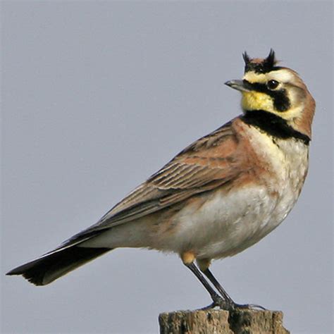 Horned Lark | BirdNote