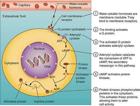 Difference Between Steroid and Peptide Hormones | Definition, Mechanism of Action, Function