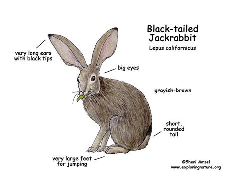 Jackrabbit (Black-tailed) -- Exploring Nature Educational Resource