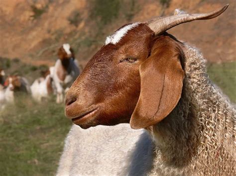 Goat Breeds Information: Boer Goats – My Backyard Goats