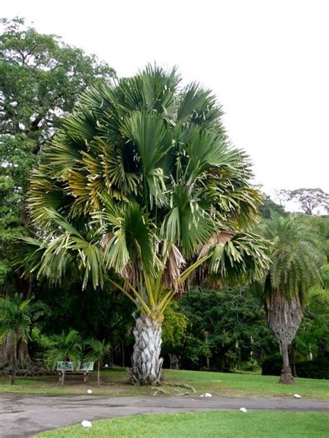 Talipot palm | Botanical gardens, Unique trees, Palm