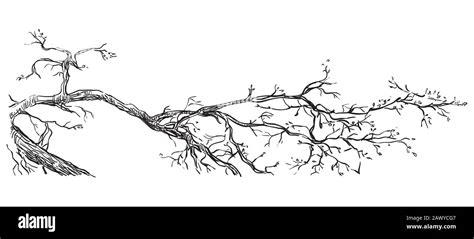 Tree Branch Drawing