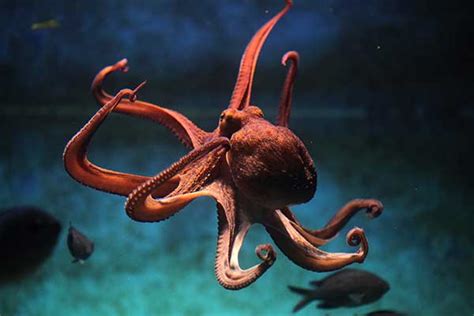 Can You Keep An Octopus As A Pet? Here’s What You Need To Know - Octopus - Facts and Information