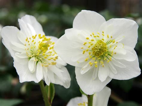 Helleborus niger - Christmas Rose | World of Flowering Plants