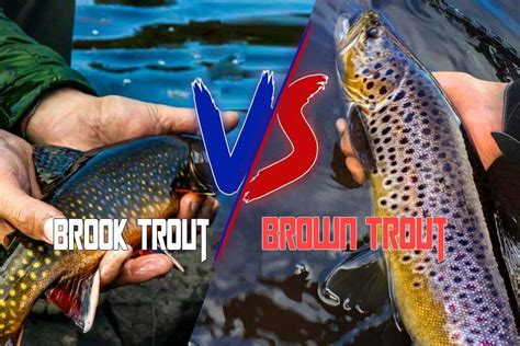 Brook Trout vs Brown Trout - What Make Them Difference?