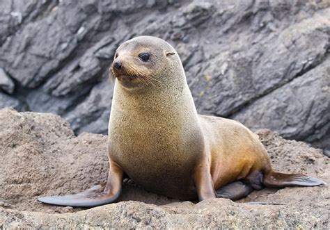 Are seals and sea lions related to dogs? Let’s Explore – KeepingDog