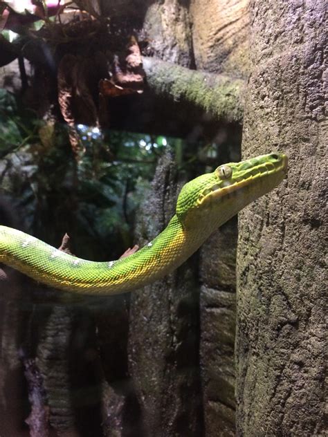 Sneaky Snake at an Aquarium : r/pics