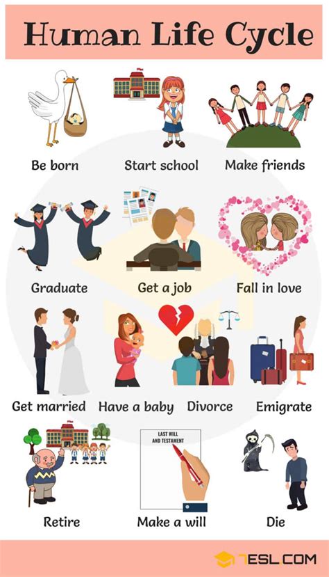 Human Life Cycle: Useful Stages of Life with Pictures • 7ESL