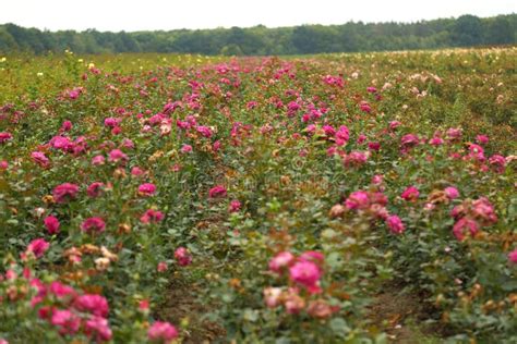 Rose Plantation. Growing Roses for Seedlings Stock Image - Image of ...