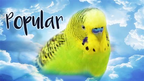 The World's Most Popular Pet Bird - YouTube