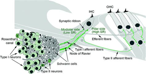 Loss, Degeneration, and Preservation of the Spiral Ganglion Neurons and ...