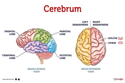 Cerebrum (Human Anatomy): Image, Functions, Diseases and Treatments