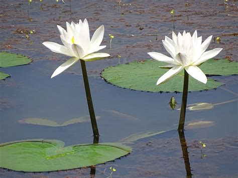 All About Bangladesh's National Flower: The White Water Lily