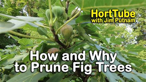 Old English Fruit Trees | Fruit Trees