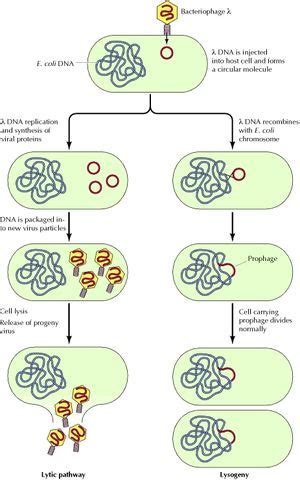 Small Things Considered: Five Questions About Lysogeny