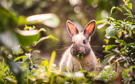 Cute Bunnies 4k Wallpapers - Wallpaper Cave