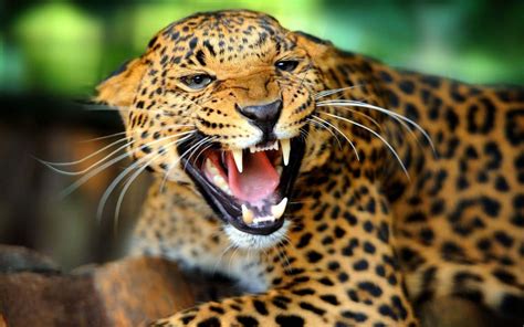 Angry Jaguar Wallpapers - Top Free Angry Jaguar Backgrounds - WallpaperAccess